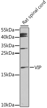 a00299 vip primary antiboties wb testing 1