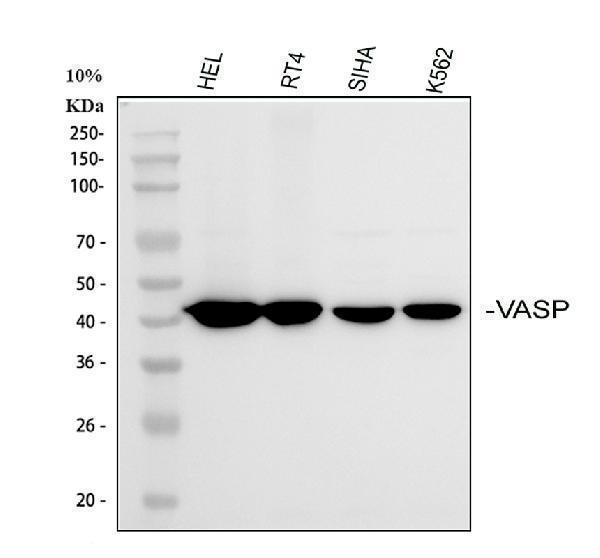  Western blot analysis of VASP using anti-VASP antibody (A00303-1)