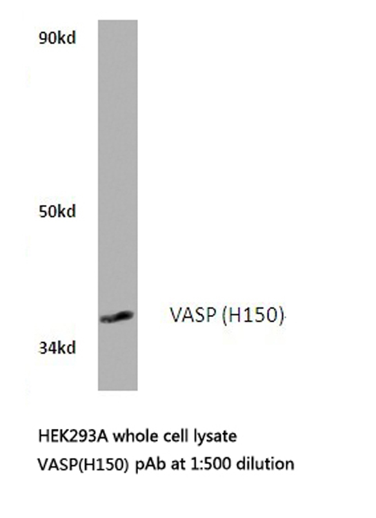 a00303 2 vasp primary antiboties wb testing 1