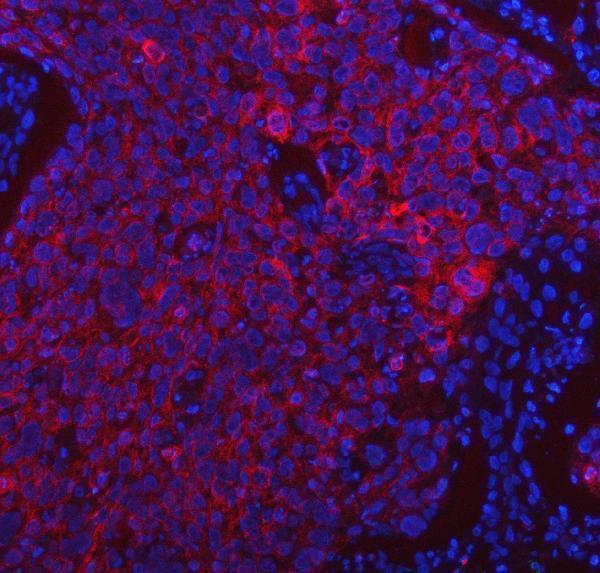 a00304 1 pdf primary antibodies if testing 8