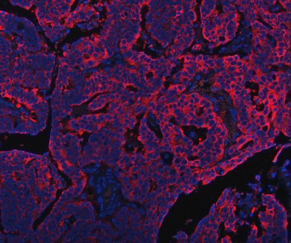 a00304 1 pdf primary antibodies if testing 9