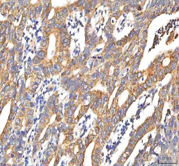  IHC analysis of PDF using anti-PDF antibody (A00304-1)