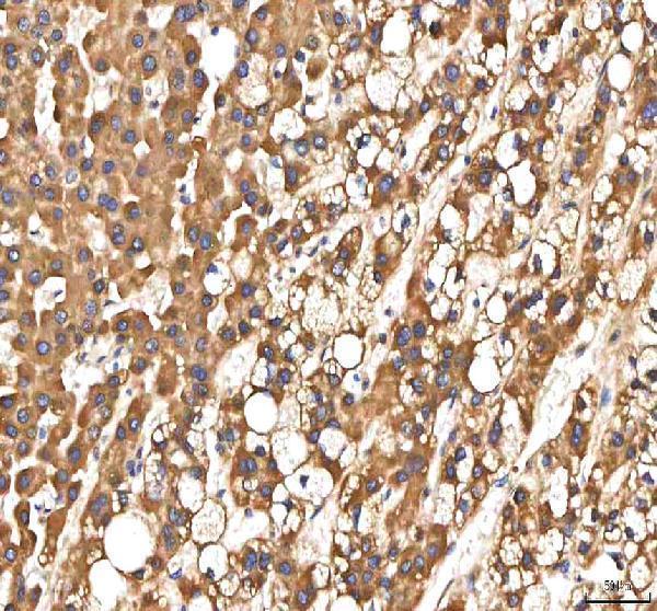 a00304 1 pdf primary antibodies ihc testing 4