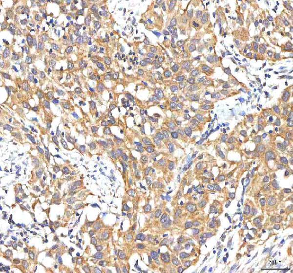 a00304 1 pdf primary antibodies ihc testing 5