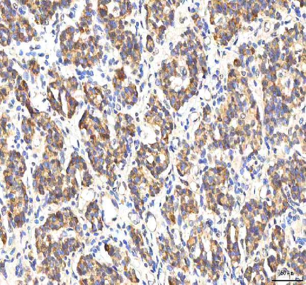 a00304 1 pdf primary antibodies ihc testing 6