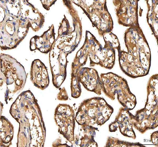 a00304 1 pdf primary antibodies ihc testing 7