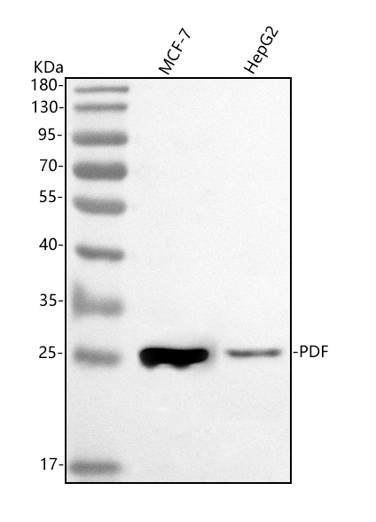  Western blot analysis of PDF using anti-PDF antibody (A00304-1)