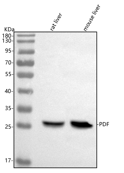  Western blot analysis of PDF using anti-PDF antibody (A00304-1)
