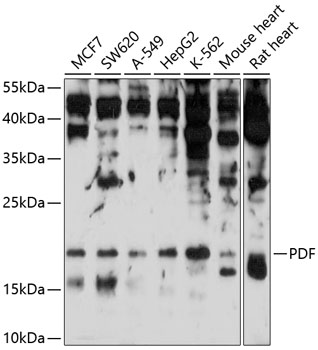 Western blot analysis of extracts of various cell lines, using PDF antibody