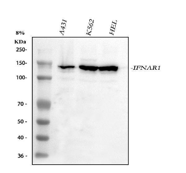a00306 2 ifnar1 primary antibodies wb testing 1