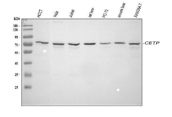 a00309 1 cetp primary antibodies wb testing 1