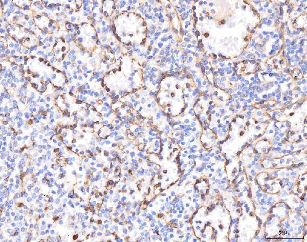a00310 1 kcnq1 primary antibodies ihc testing 2