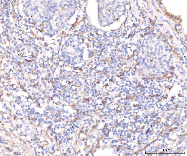 a00310 1 kcnq1 primary antibodies ihc testing 3