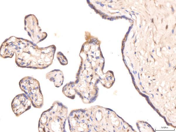 a00310 1 kcnq1 primary antibodies ihc testing 4