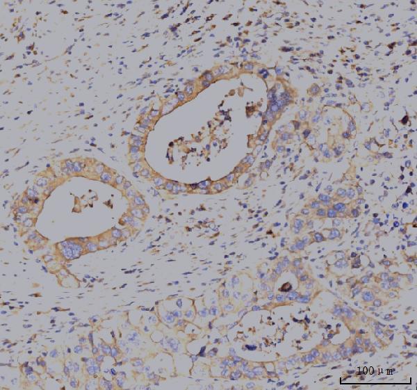 a00310 1 kcnq1 primary antibodies ihc testing 5