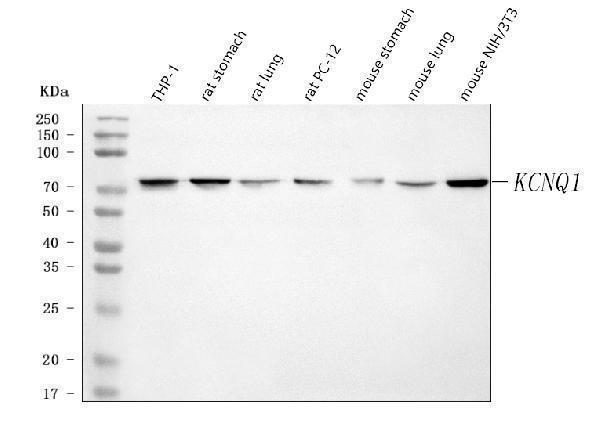 a00310 1 kcnq1 primary antibodies wb testing 1_1