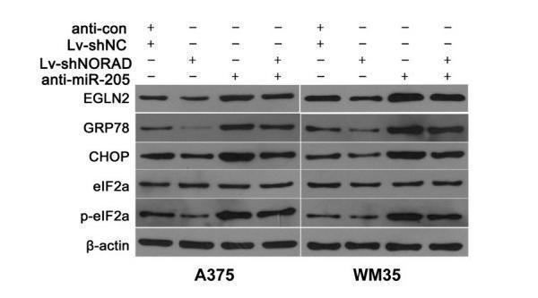 a00311 1 ddit3 primary antibodies ihc testing 2