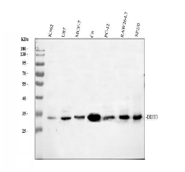 a00311 2 ddit3 primary antibodies wb testing 1