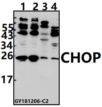 a00311 3 ddit3 primary antiboties wb testing 1