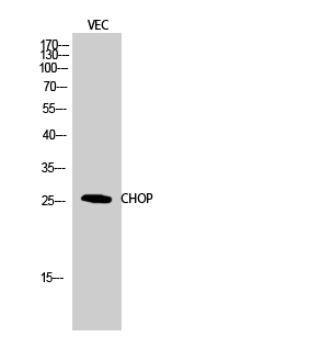 a00311 ddit3 primary antibodyes wb testing 2