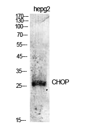 a00311 ddit3 primary antibodyes wb testing 4