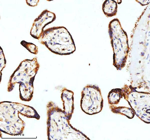 a00312 1 stim1 primary antibodies ihc testing 5