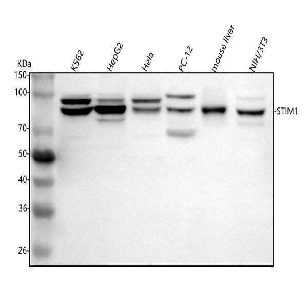  Western blot analysis of STIM1 using anti-STIM1 antibody (A00312-1)