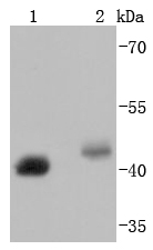 a00313 1 bmi1 primary antiboties wb testing 1