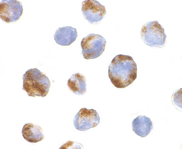 a00313 bmi1 primary antibodies icc testing 2