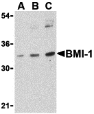 a00313 bmi1 primary antibodies wb testing 1