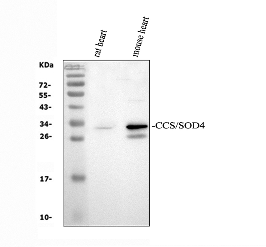 Western blot analysis of CCS using anti-CCS antibody (A00314-1)