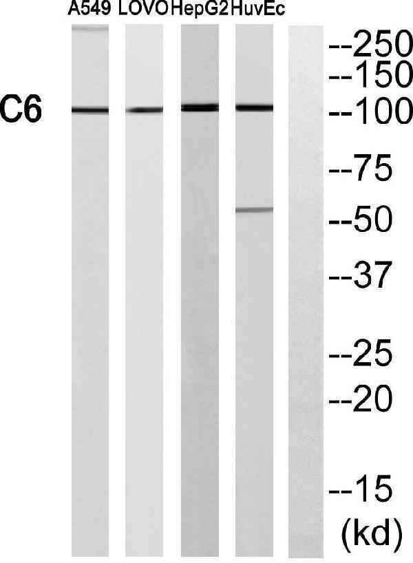 Western blot analysis of C6 Antibody