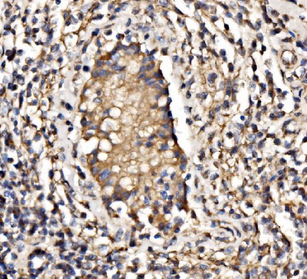 a00318 1 pik3 primary antibodies ihc testing 4
