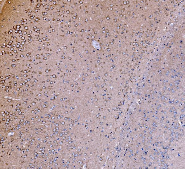 a00318 1 pik3 primary antibodies ihc testing 5