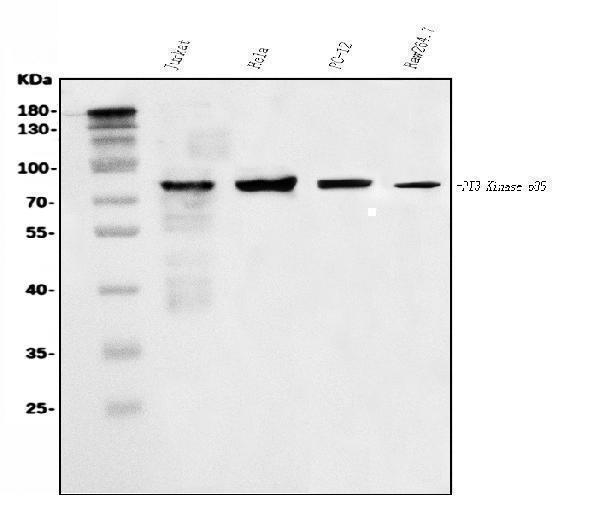 a00318 1 pik3 primary antibodies wb testing 1