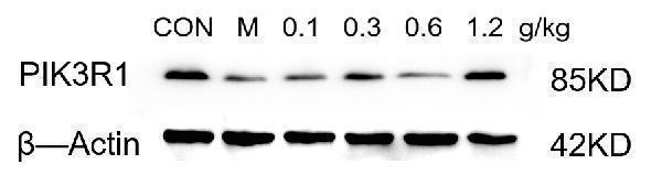 a00318 1 pik3 primary antibodies wb testing 1_1
