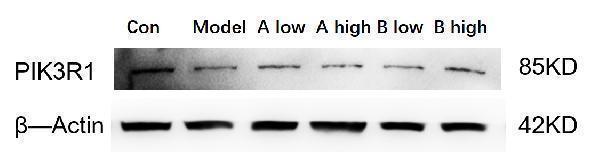 a00318 1 pik3 primary antibodies wb testing 2