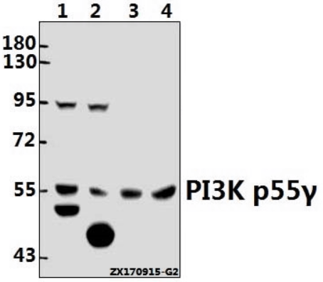 Western blot (WB) analysis of PI3K p85α/p55γ (Y463) pAb at 1:500 dilution
Lane1:HCC827 whole cell lysate(40ug)
Lane2:SGC7901 whole cell lysate(40ug)
Lane3:The Brain tissue lysate of Mouse(40ug)
Lane4:The Testis tissue lysate of Rat(40ug)