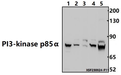 a00318y467 pik3r1 primary antiboties wb testing 1
