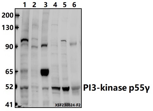 a00318y467 pik3r1 primary antiboties wb testing 3