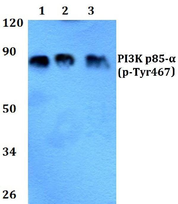 a00318y467y199 pik3r1 primary antiboties wb testing 1
