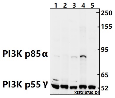 a00318y607 pik3r1 primary antiboties wb testing 1
