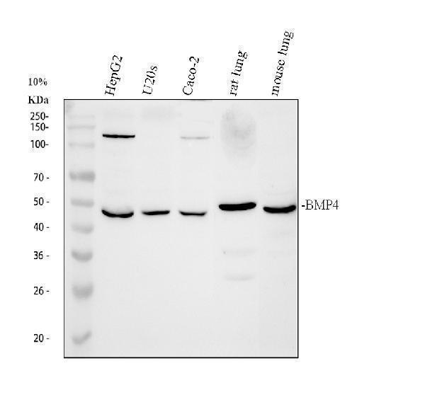 Western blot analysis of BMP4 using anti-BMP4 antibody (A00321)