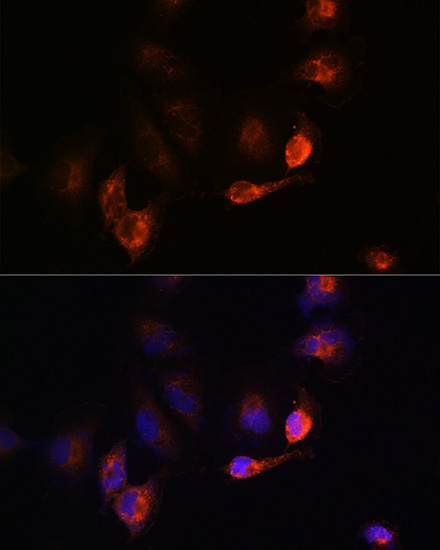 a00322 2 bace1 primary antiboties if testing 4