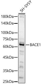 Western blot analysis of SH-SY5Y, using BACE1 antibody  at  1:582 dilution