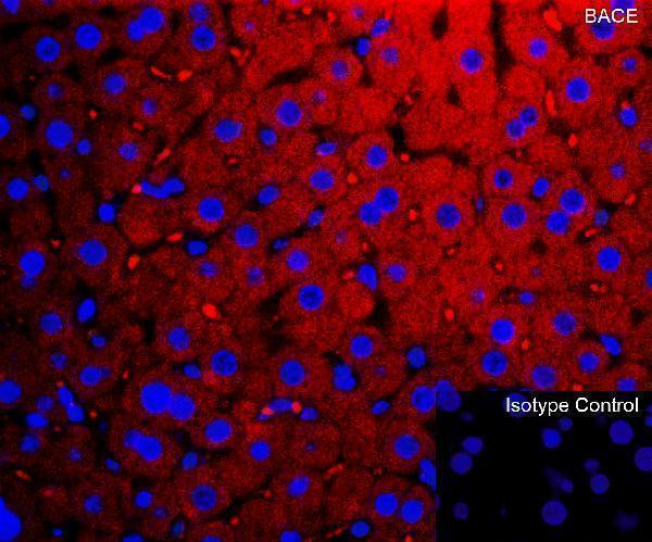 a00322 bace1 primary antibodies if testing 5