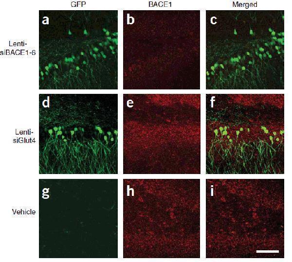 a00322 bace1 primary antibodies if testing 8