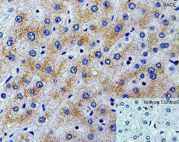a00322 bace1 primary antibodies ihc testing 4
