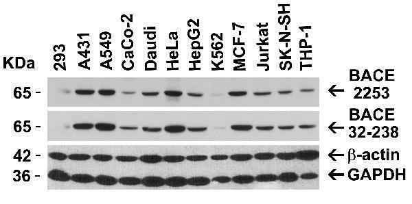 a00322 bace1 primary antibodies wb testing 2