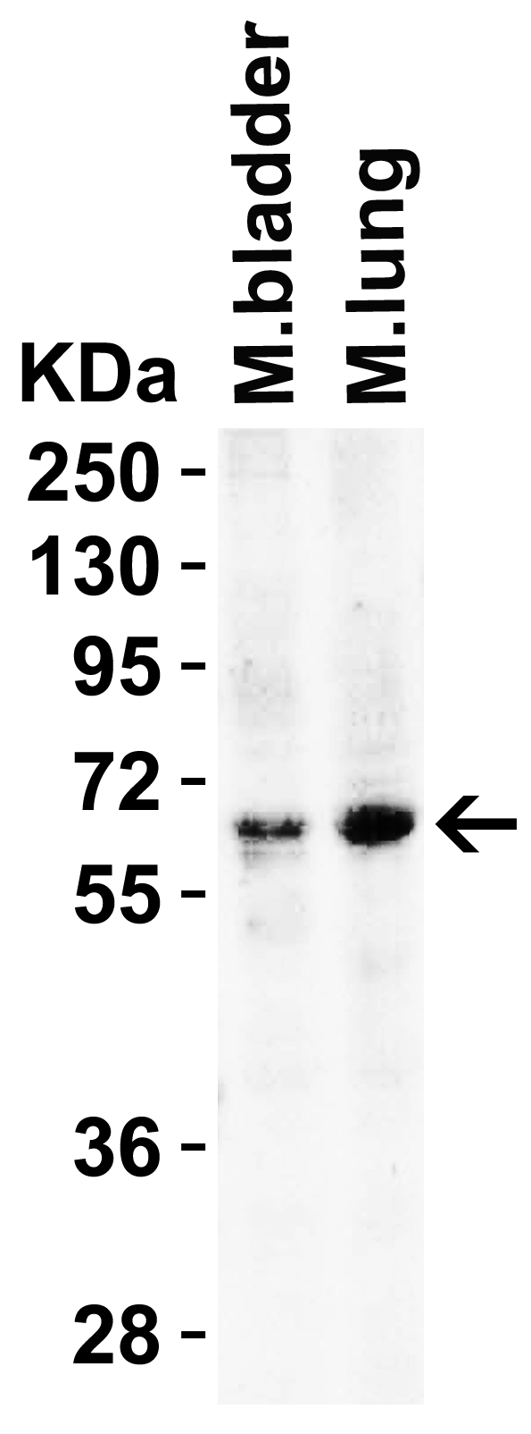 a00322 bace1 primary antibodies wb testing 3